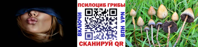 мега маркетплейс  Западная Двина  Псилоцибиновые грибы мухоморы  как найти закладки 